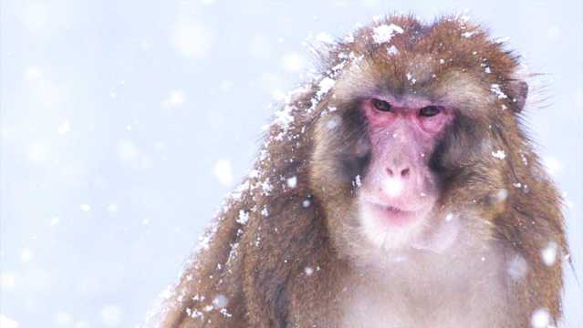 冬季雪天猴子图片
