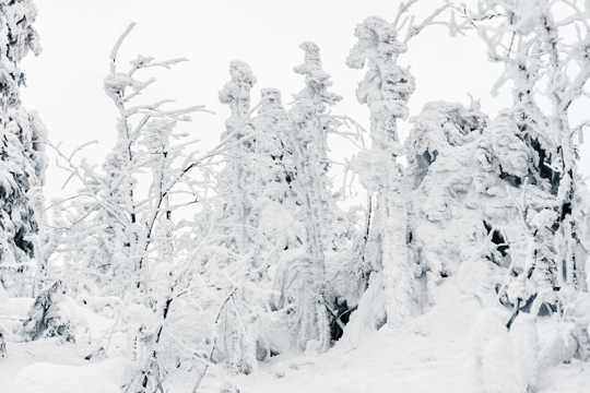 冬日白雪覆盖的风景图片