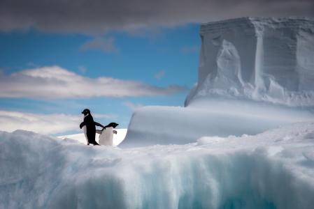 可爱的南极企鹅图片