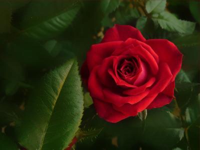 绽放的玫瑰花